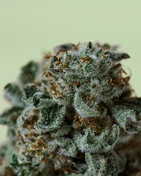 CBN, CBC, CBG and THCV: minor cannabinoids | SQDC